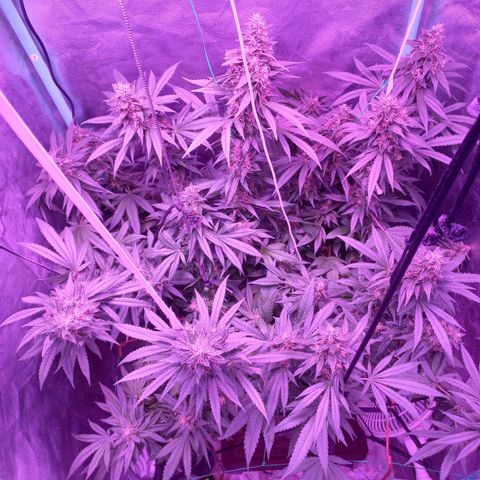 Shogun growlog timeline photo
