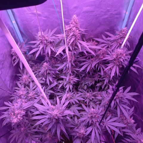 Shogun growlog timeline photo