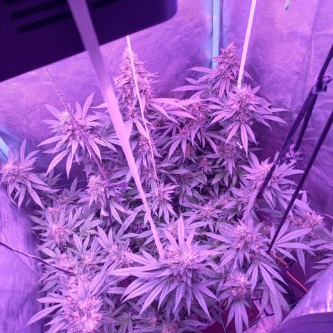 Shogun growlog timeline photo