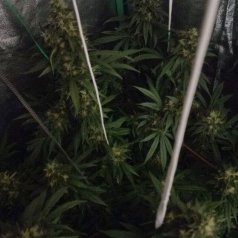 Shogun growlog timeline photo