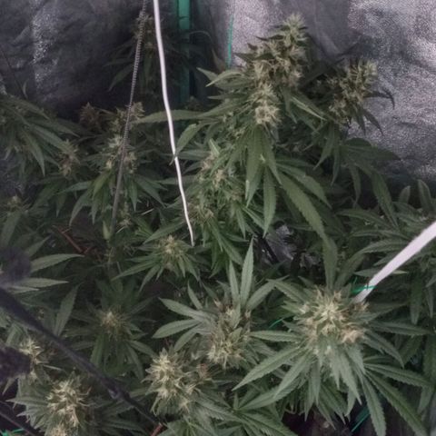 Shogun growlog timeline photo