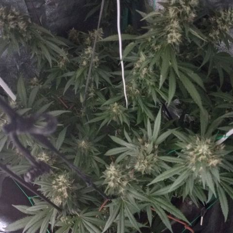 Shogun growlog timeline photo