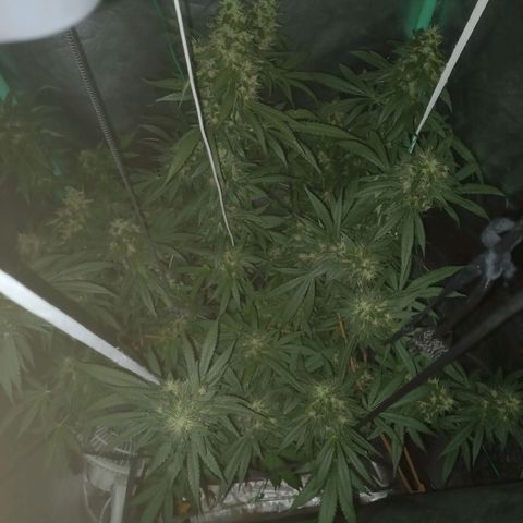 Shogun growlog timeline photo