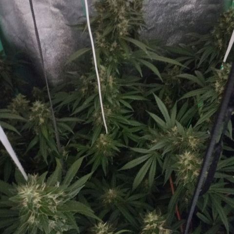 Shogun growlog timeline photo