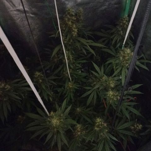 Shogun growlog timeline photo
