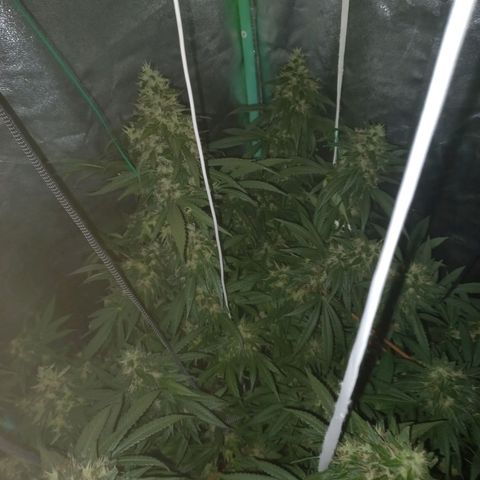 Shogun growlog timeline photo