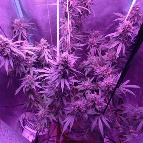 Shogun growlog timeline photo