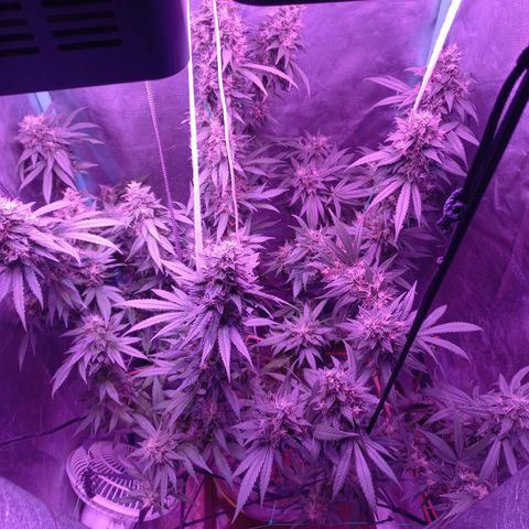 Shogun growlog timeline photo