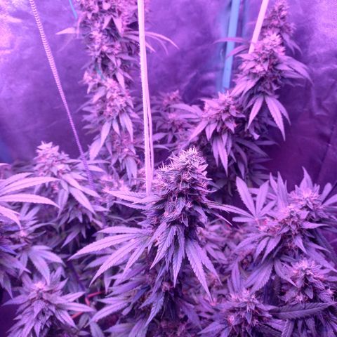 Shogun growlog timeline photo