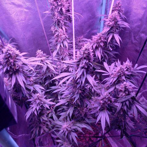 Shogun growlog timeline photo
