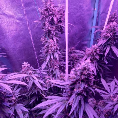 Shogun growlog timeline photo