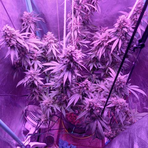 Shogun growlog timeline photo