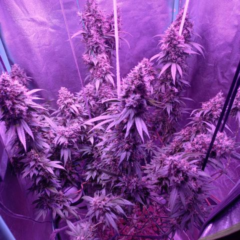 Shogun growlog timeline photo