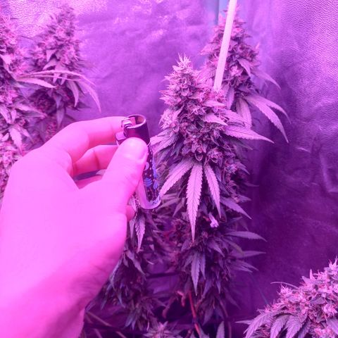Shogun growlog timeline photo