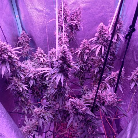 Shogun growlog timeline photo