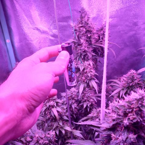 Shogun growlog timeline photo
