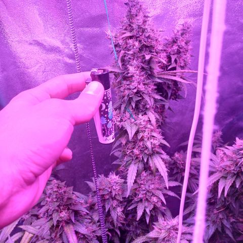 Shogun growlog timeline photo
