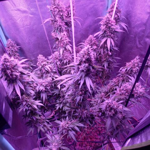 Shogun growlog timeline photo