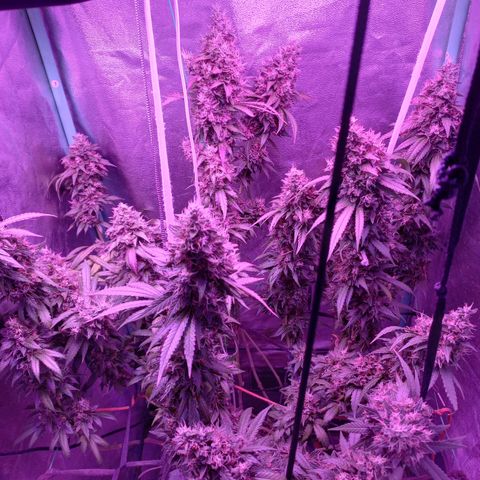 Shogun growlog timeline photo