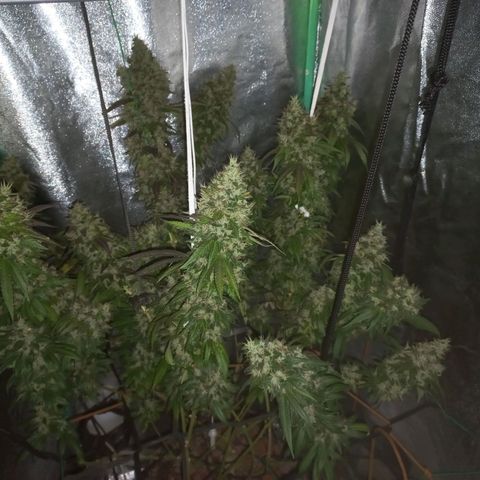 Shogun growlog timeline photo