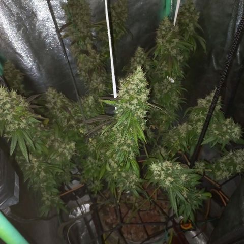 Shogun growlog timeline photo
