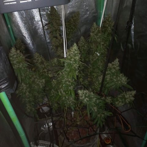 Shogun growlog timeline photo