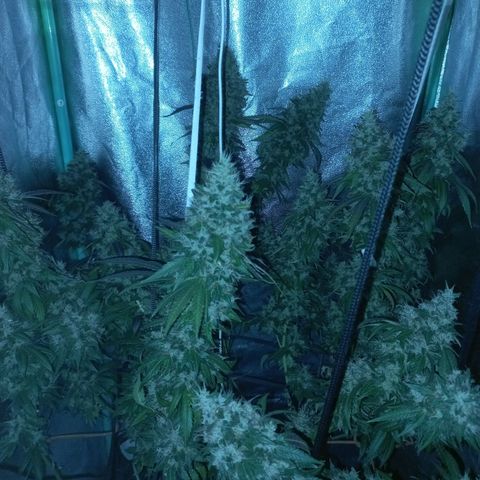 Shogun growlog timeline photo