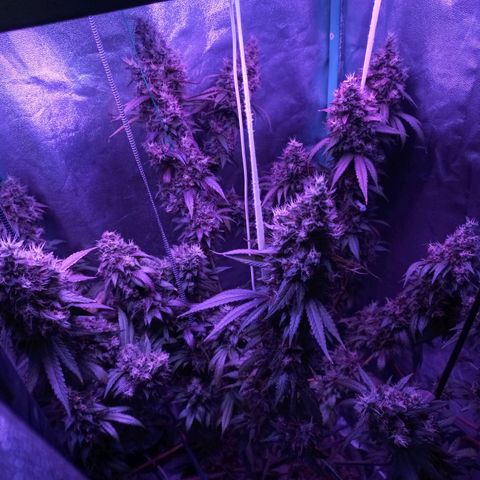 Shogun growlog timeline photo