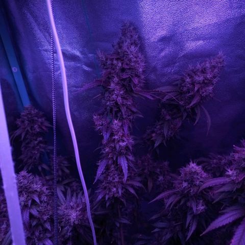 Shogun growlog timeline photo
