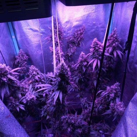 Shogun growlog timeline photo