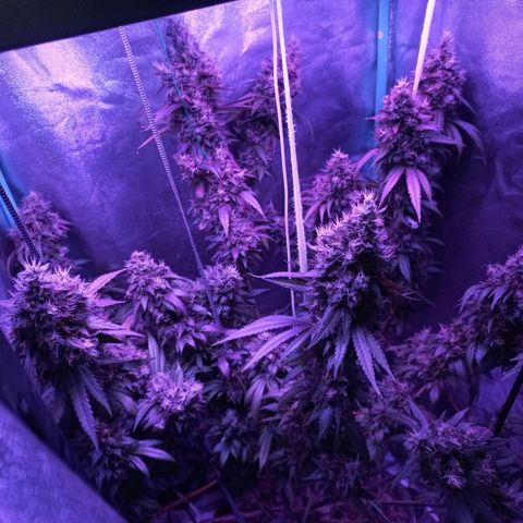 Shogun growlog timeline photo