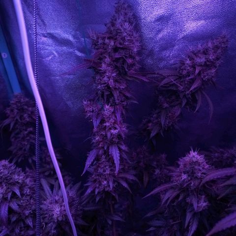 Shogun growlog timeline photo