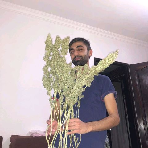 Shogun growlog timeline photo