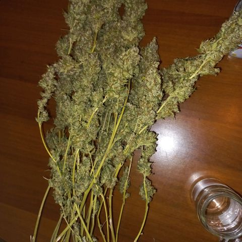 Shogun growlog timeline photo