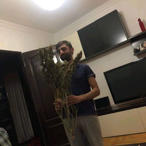 Shogun growlog timeline photo