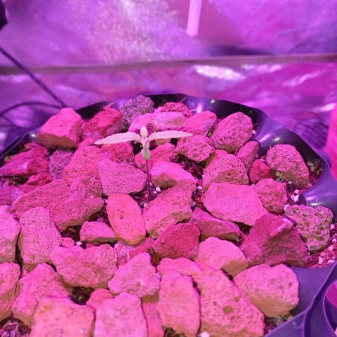 Chemdog growlog timeline photo