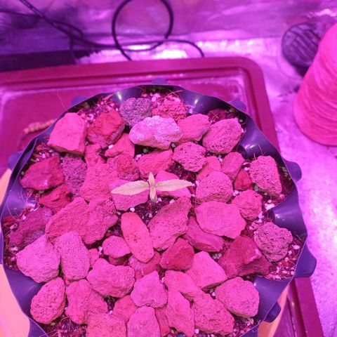 Chemdog growlog timeline photo