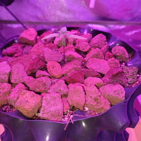 Chemdog growlog timeline photo