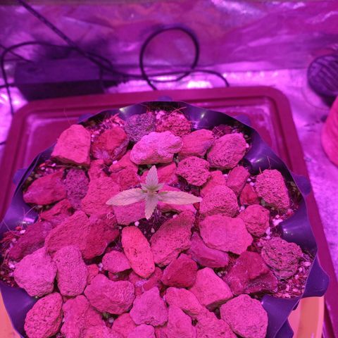 Chemdog growlog timeline photo