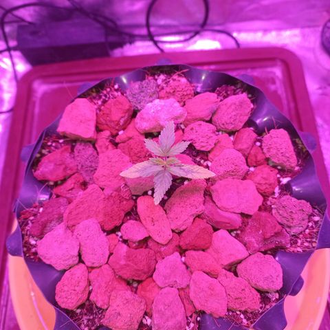 Chemdog growlog timeline photo