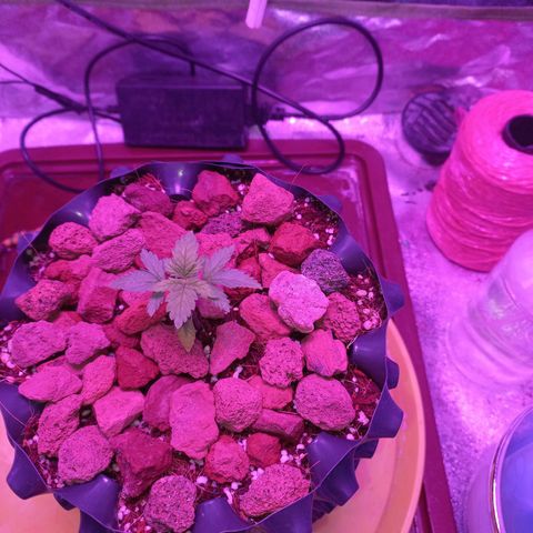 Chemdog growlog timeline photo