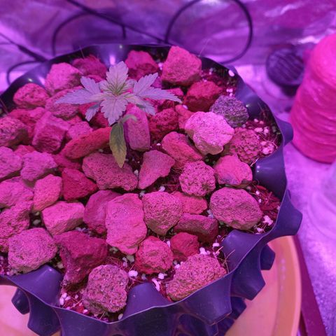 Chemdog growlog timeline photo