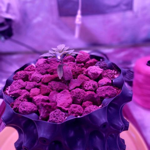Chemdog growlog timeline photo