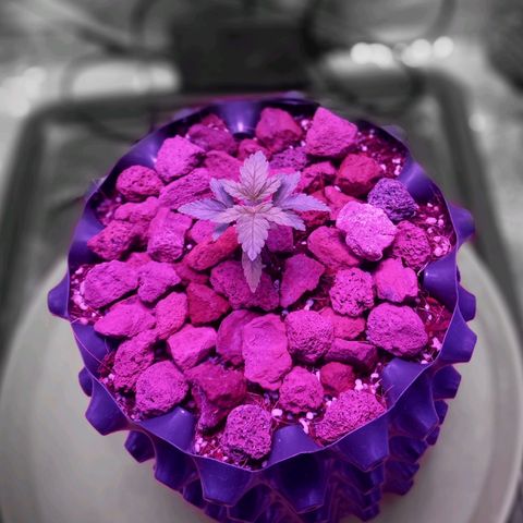 Chemdog growlog timeline photo