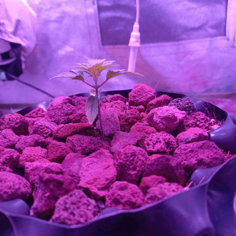 Chemdog growlog timeline photo
