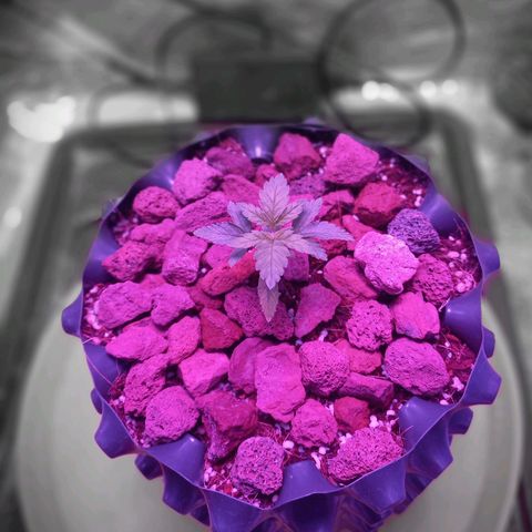 Chemdog growlog timeline photo