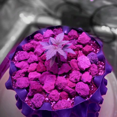 Chemdog growlog timeline photo