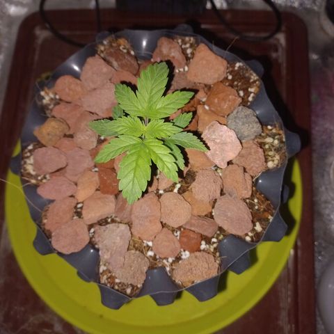 Chemdog growlog timeline photo