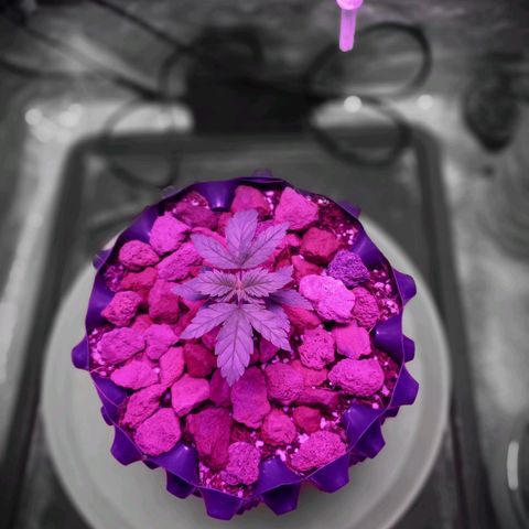 Chemdog growlog timeline photo