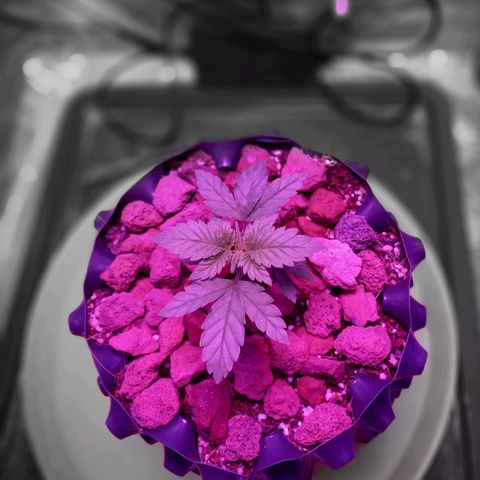 Chemdog growlog timeline photo